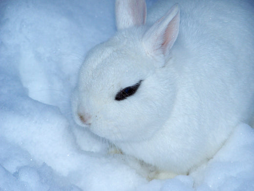 Tenderloin's mellow-ish Christmas playlist