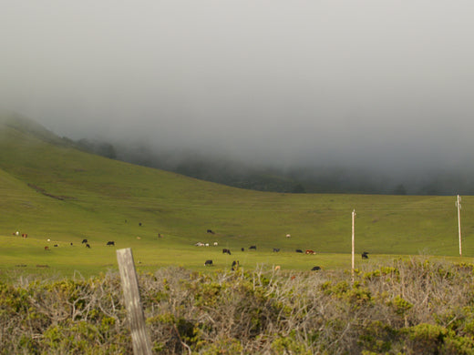 10 must listen ambient tracks